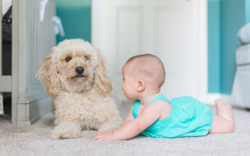 Baby crawling on clean carpet beside a family dog after pet odour treatment