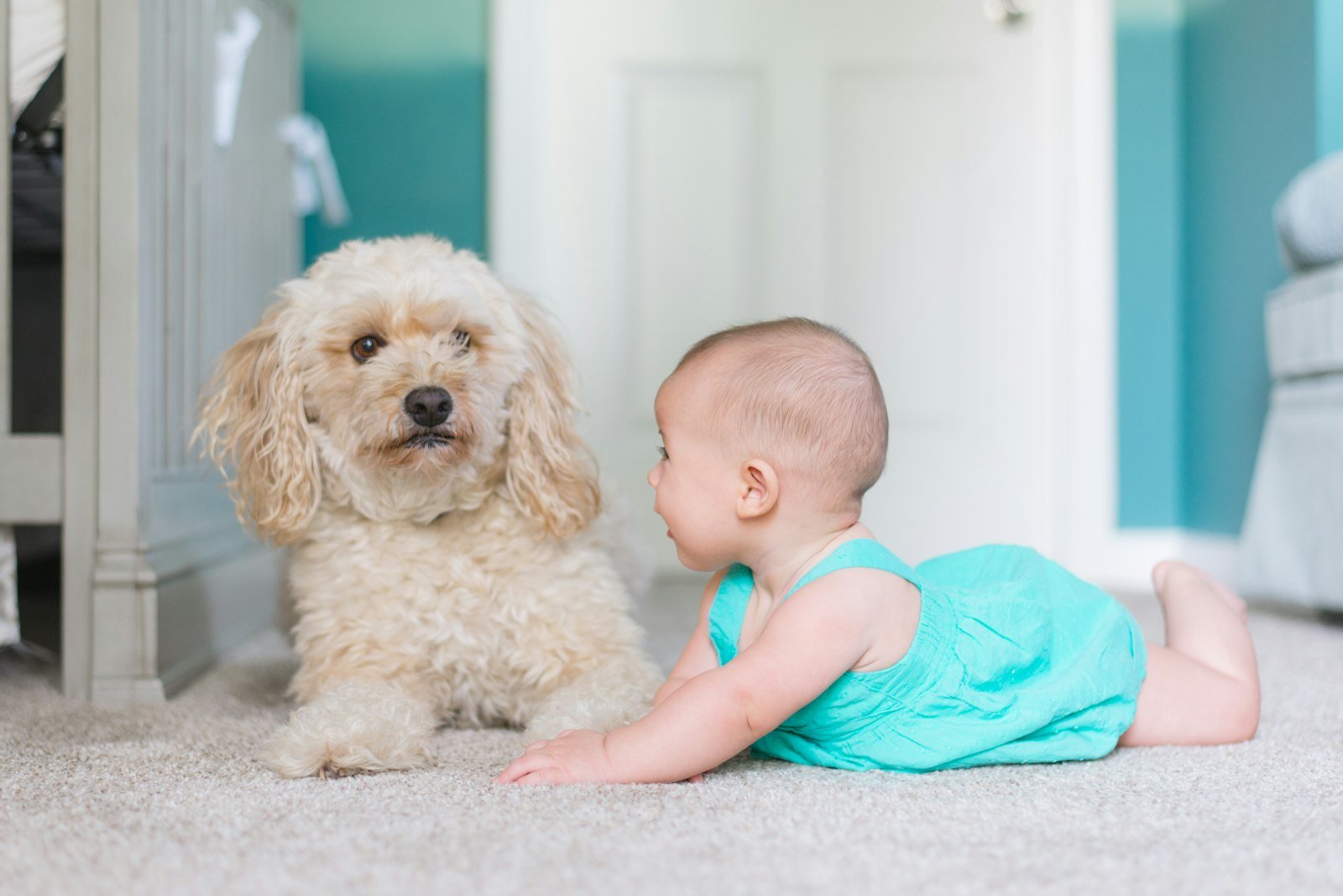 Baby crawling on clean carpet beside a family dog after pet odour treatment